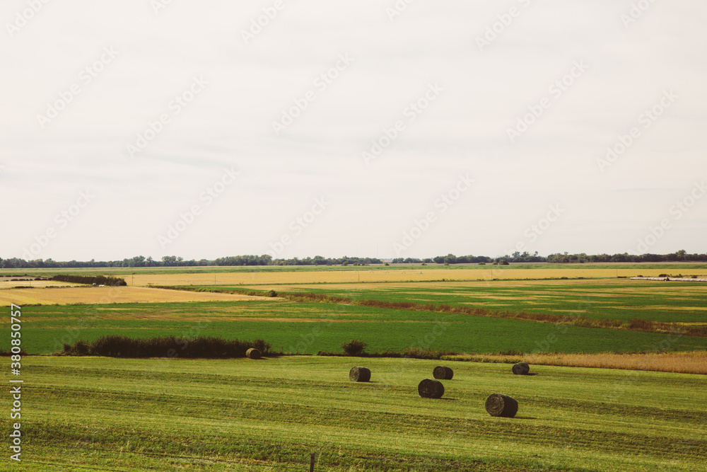 Green Fields with Hay Green Fields with Hay