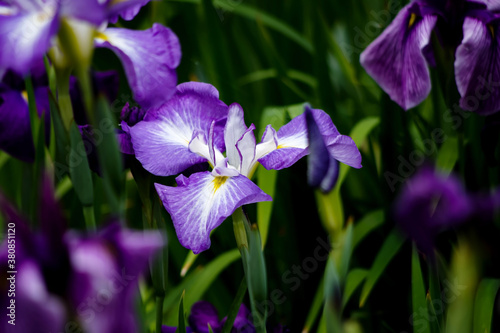  Japanese Iris            