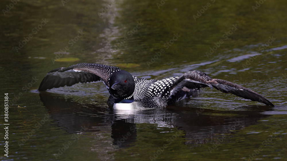 Obraz premium Common Loon