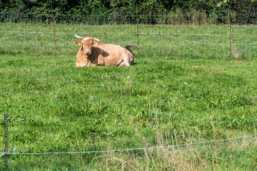 cow in the meadow photo