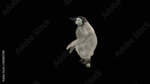 penguin Dancing CG fur 3d rendering animal realistic CGI VFX Animation  Loop alpha dance composition 3d mapping, Included in the end of the clip with Alpha matte.