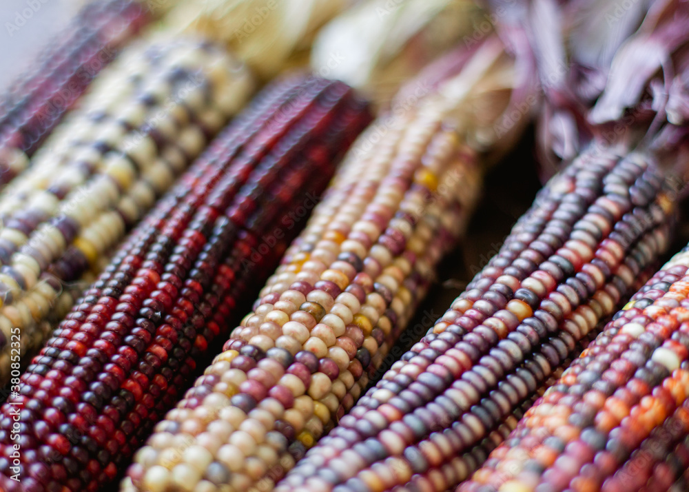Corn for Fall Corn for Fall