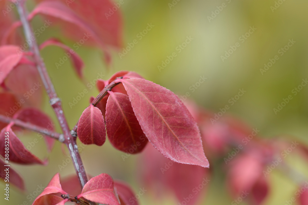 Burnning bush Burnning bush