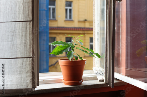 Avocado plant in an earthen flower pot photo