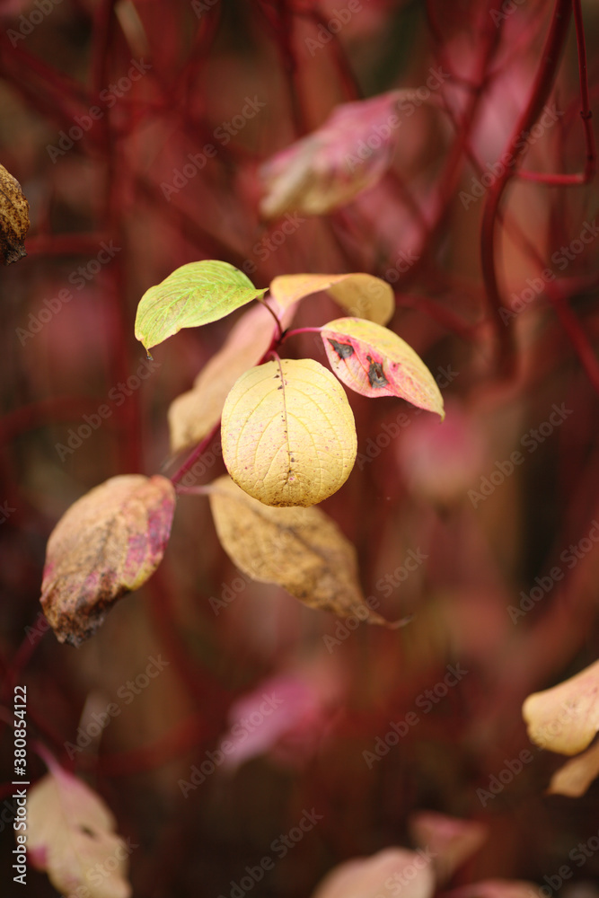 Dogwood bush with yellow leaves in fall Dogwood bush with yellow leaves in fall
