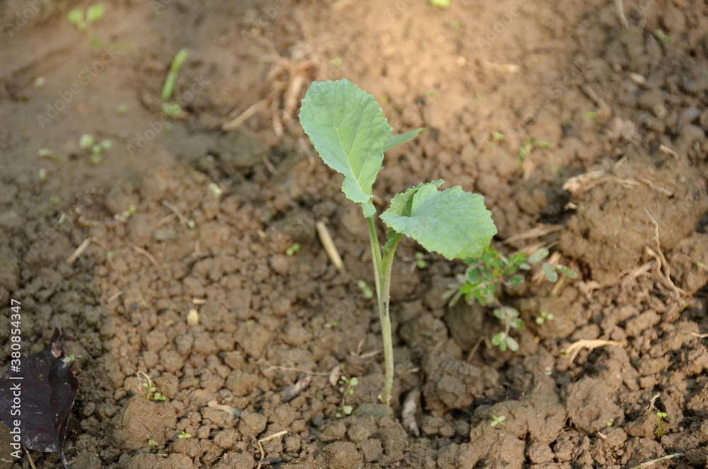 the small ripe green cabbage plant seedlings in the garden. the small ripe green cabbage plant seedlings in the garden.