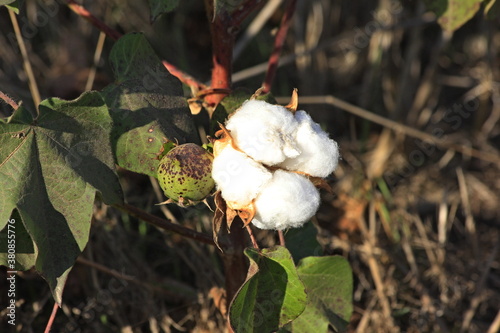 Cotton balls and pods on a cotton plant in a farm field west of Nickerson Kansas USA out in the country. photo