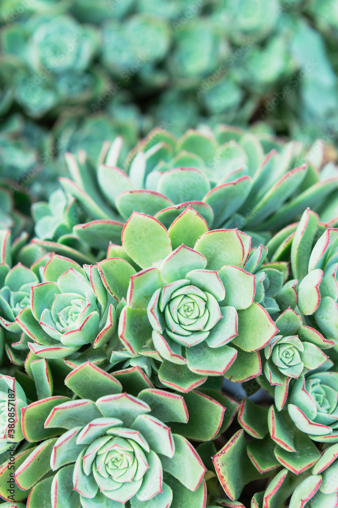 a cluster of succulent plants a cluster of succulent plants