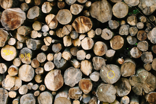 Stack of cut logs photo