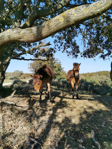 Enjoy the beautiful nature in the Netherlands, Zeeland, Renesse © Danny Collewaert