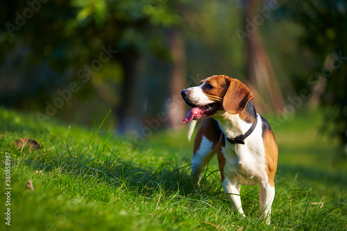 lovely dog outdoor