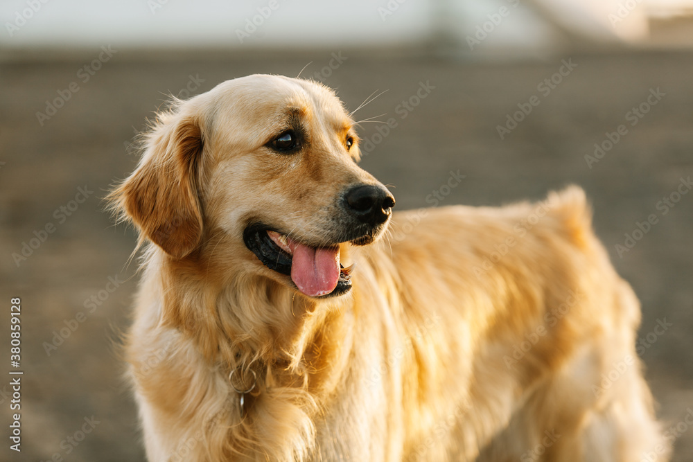 Beautiful Dog Looking at Sunset Beautiful Dog Looking at Sunset