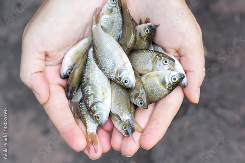 live fish in human hands