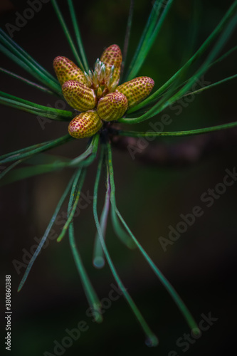 Pine tree flowers photo