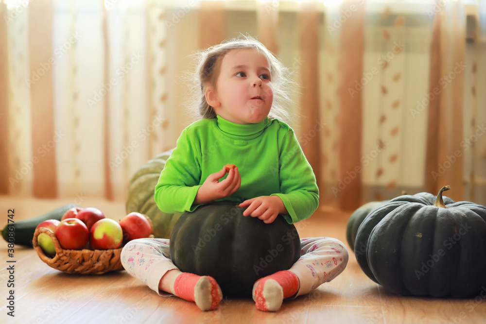 Fototapeta premium Little child choose a pumpkin at autumn. Child sitting on giant pumpkin. Pumpkin is traditional vegetable used on American holidays - Halloween and Thanksgiving Day.