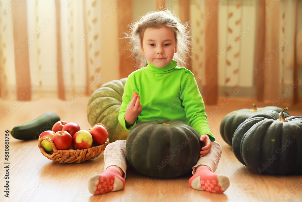 Fototapeta premium Little child choose a pumpkin at autumn. Child sitting on giant pumpkin. Pumpkin is traditional vegetable used on American holidays - Halloween and Thanksgiving Day.