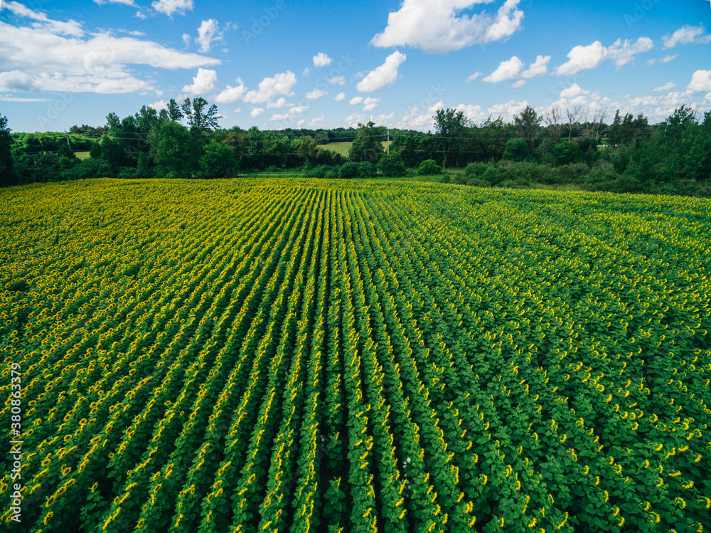 Overhead drone image of a sunflower field Overhead drone image of a sunflower field