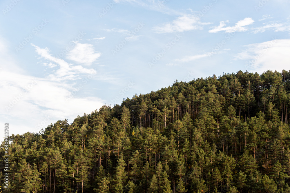 Pine forests of the Pyrenees Pine forests of the Pyrenees