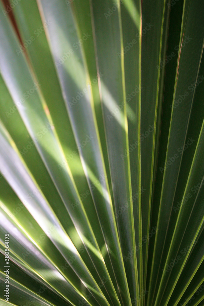 Close Up Of Vibrant Green Palm Fronds In Morning Light Close Up Of Vibrant Green Palm Fronds In Morning Light
