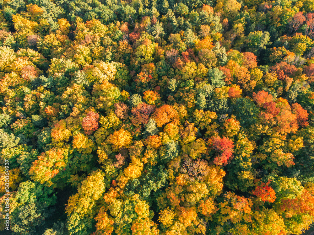 Overhead View of Changing Trees Overhead View of Changing Trees