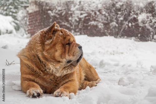 Chow dog in snow