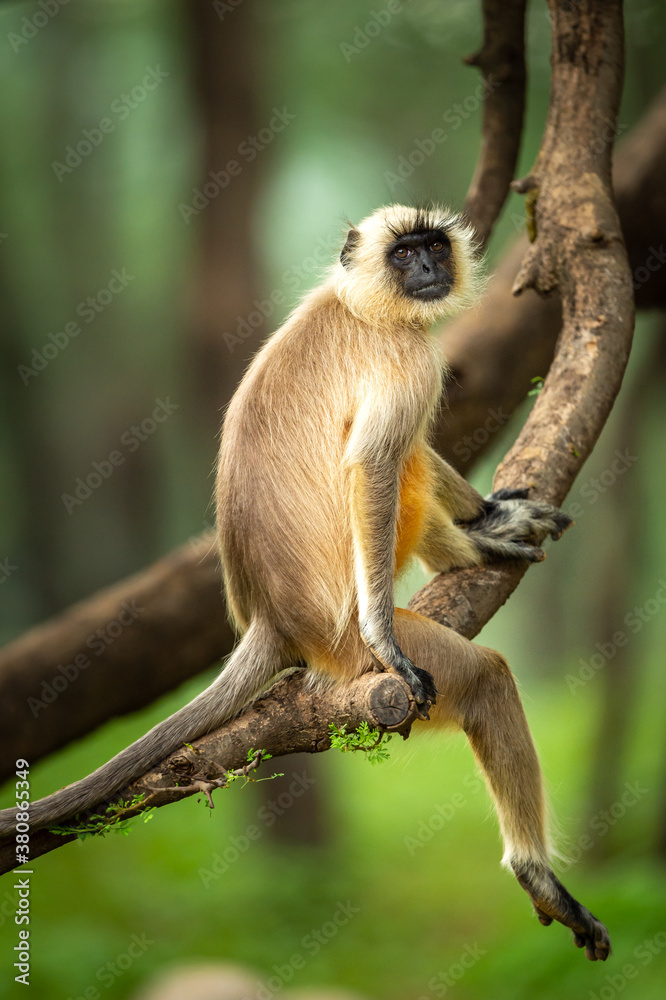 Fototapeta premium Gray or Hanuman langurs or indian langur or monkey in natural green background during monsoon season safari at ranthambore national park or tiger reserve rajasthan india - Semnopithecus
