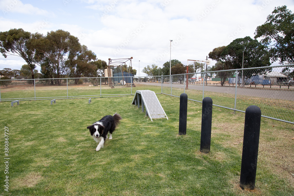 Border Collie  near agility weave poles and ramp at dog park