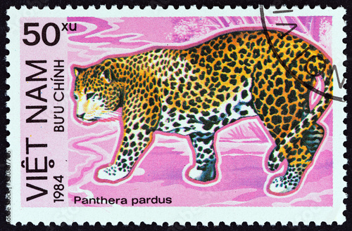 Leopard, Panthera pardus (Vietnam 1984) photo