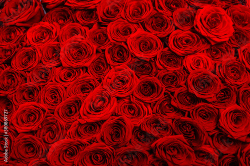 Background of red rose buds