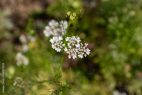 Coriander Flower or Cilantro Flower on Its Plant with Selective Focus, Also Known as Dhania