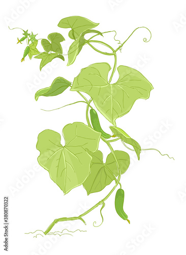 Cucumber plant colour sketch. Green leaves. One bush with fruits. Growing harvest. Vector agriculture illustration.