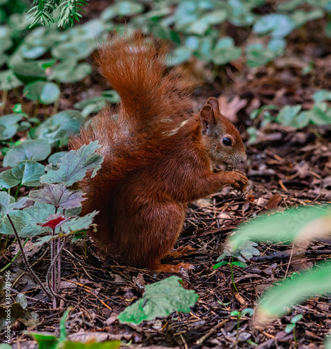 Eurasisches Eichhörnchen photo