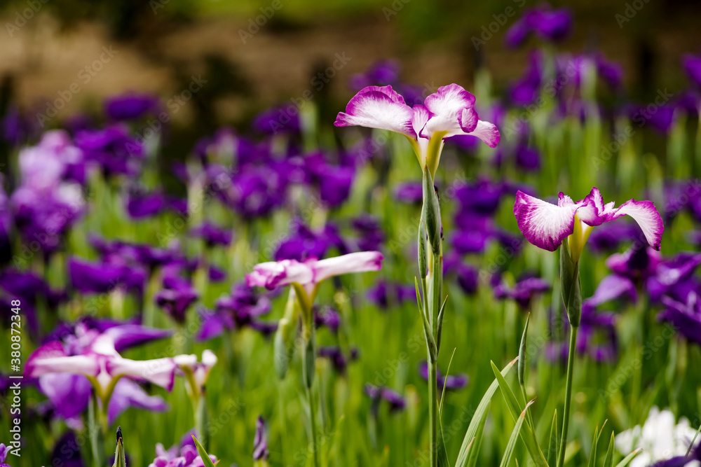 花菖蒲 花菖蒲