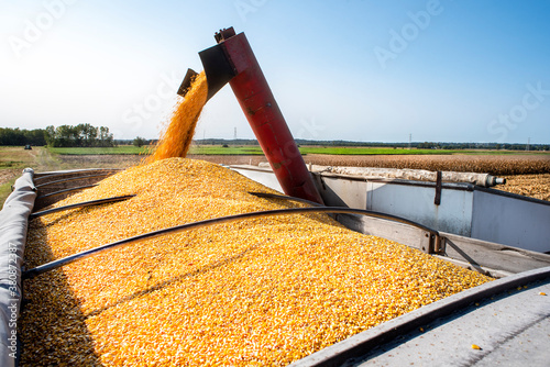 Corn being loaded into semi-truck on farm during harvest time, late summer, fall