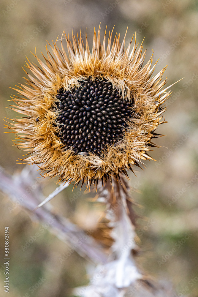 Distel