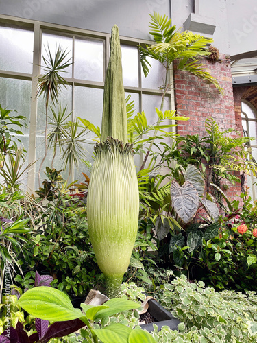 Amorphophallus titanum, the titan arum, is a flowering plant with the largest unbranched inflorescence in the world. photo