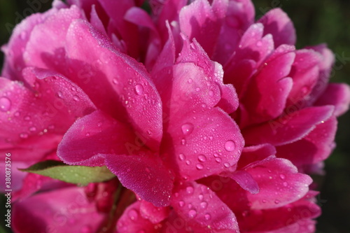  Water drops remained on pink peonies after a summer rain