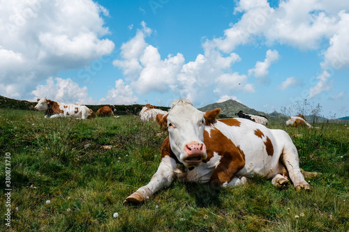 Cows in the alps