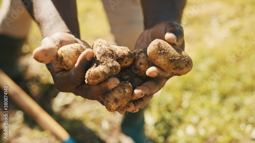 African man farmer holding raw potatoes in his hands. Close up. High quality photo