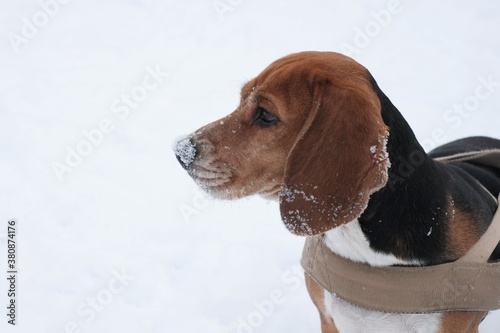 Beagle in snow photo