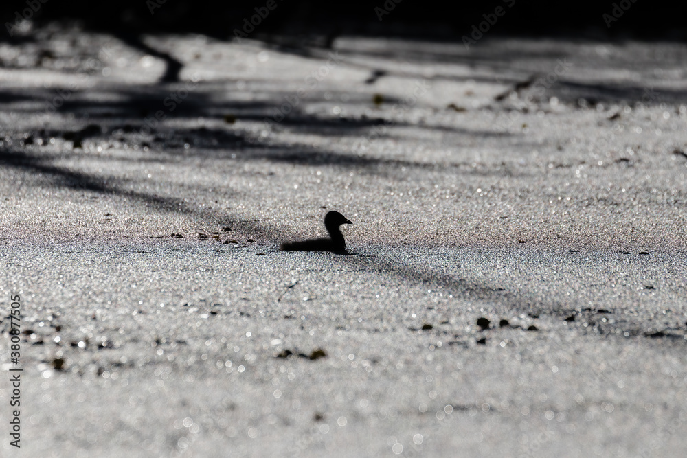 Mała kokoszka zwyczajna, kurka wodna Gallinula chloropus samotnie płynie na środku stawu w mocnym słońcu