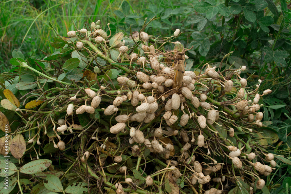Fresh peanuts plants with roots plants harvest of peanut plants. Fresh peanuts plants with roots plants harvest of peanut plants.