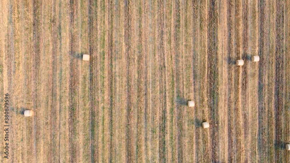 Aerial view of golden agricultural field with bales of hay. Bales of wheat after harvesting on the field