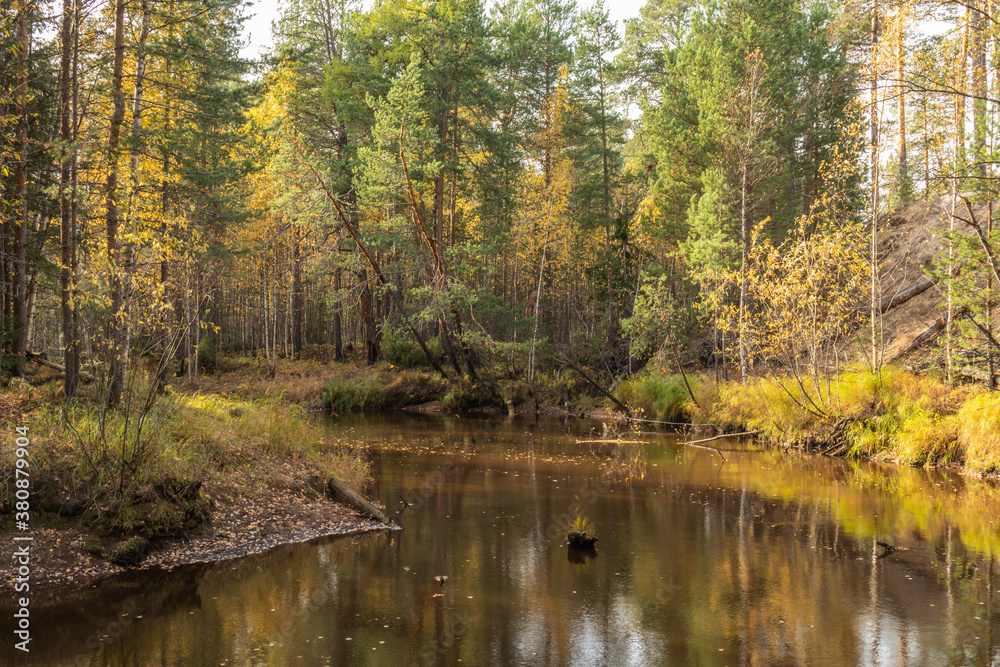 autumn landscape with colorful trees, plants, grass in a natural forest near a natural reservoir autumn landscape with colorful trees, plants, grass in a natural forest near a natural reservoir