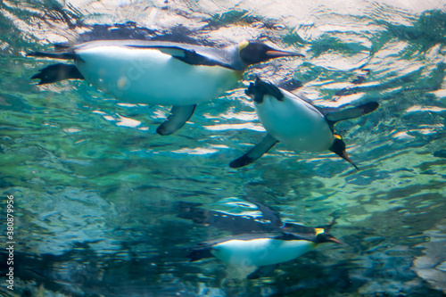 penguins swimming in the water