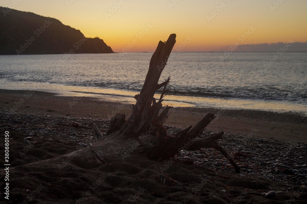 sunrise over the sea and dry tree on the beach