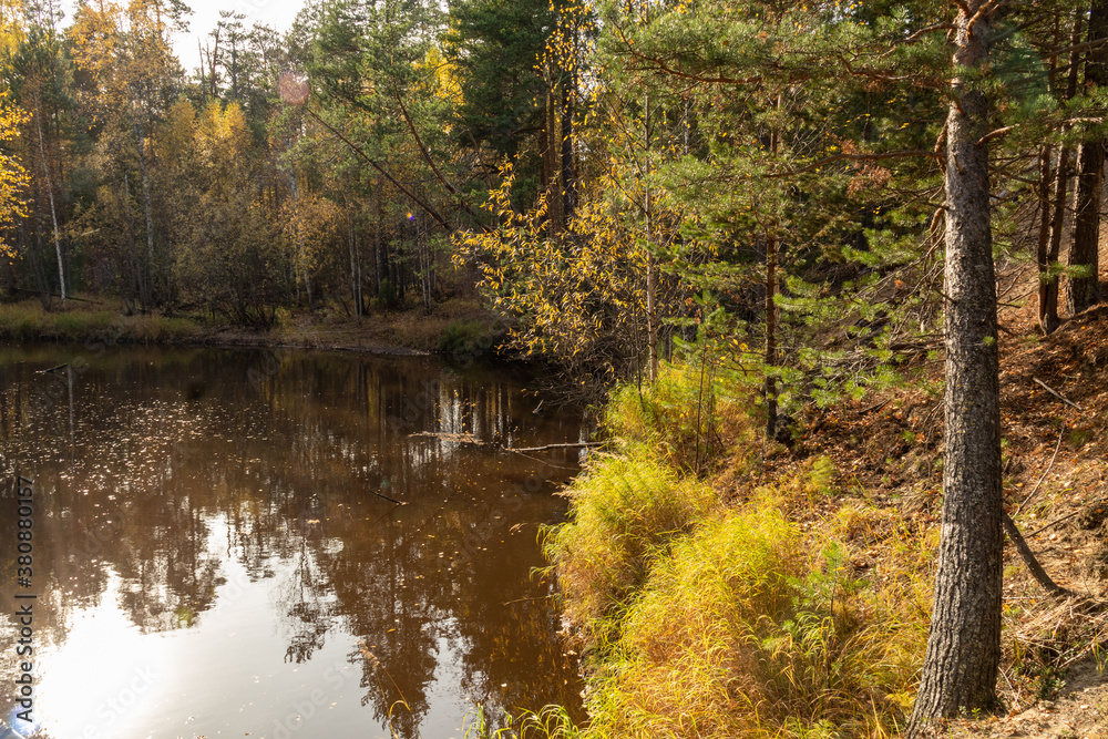 autumn landscape with colorful trees, plants, grass in a natural forest near a natural reservoir autumn landscape with colorful trees, plants, grass in a natural forest near a natural reservoir