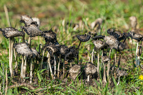 Scaly inkwell - Coprinus comatus photo