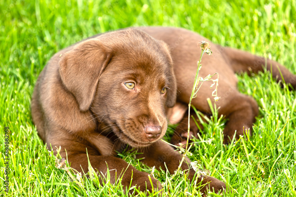 Beautiful, little labrador puppy. Little dog in the grass.