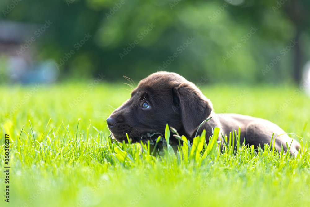 Beautiful, little labrador puppy. Little dog in the grass.